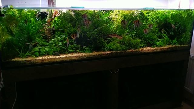 Травник 600 литров, глобальная переделка смотреть онлайн