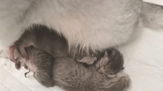 Мама кошка ухаживает за своими котятами / Милое видео про котят смотреть онлайн