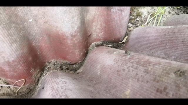 Мир насекомых. Муравьи, слизняки, сколопендры, многоножка, тля. Видео для детей. смотреть онлайн