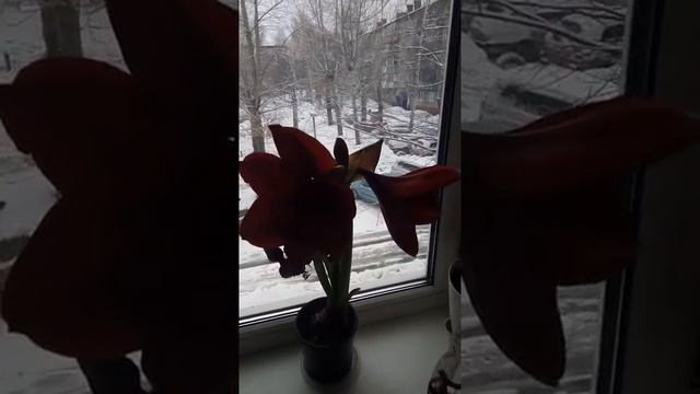 Амаралис. смотреть онлайн