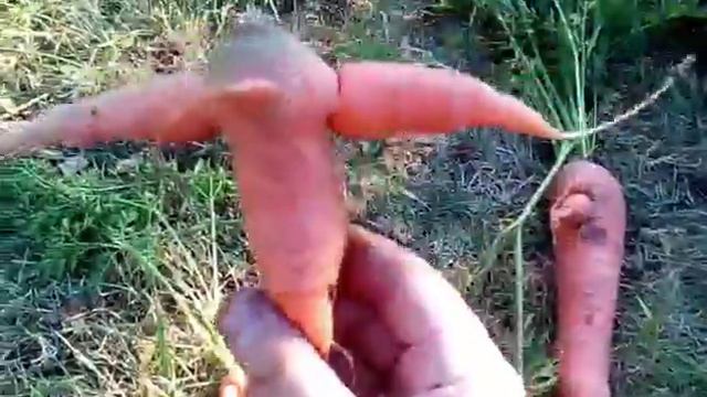 Сказка про уродливую морковь смотреть онлайн