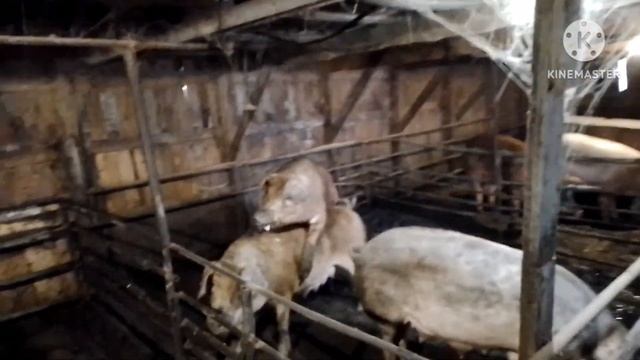 Резкое похолодание утром -12. Петрович с Лексусом трудятся загуляли свинки. Лишаю поросят яичек.