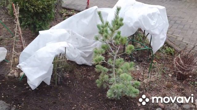 Работы в саду, весна 2023! Высадка сосны Темпельхоф в грунт. Что с корнями?? смотреть онлайн