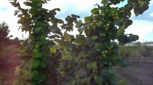 Фундук для средней полосы России  Маточник Первенца