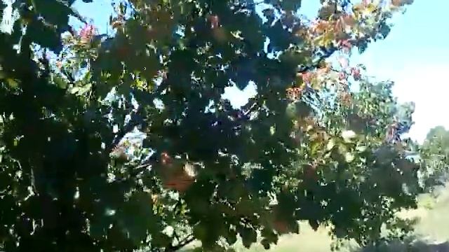 Тля на абрикосе! Нужно ли паниковать? 26.06.20 смотреть онлайн