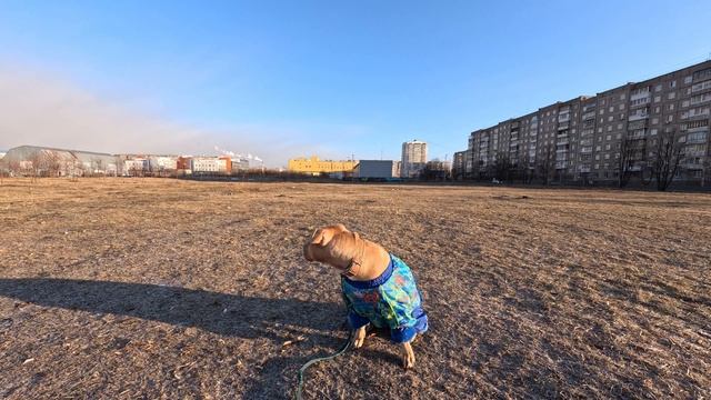 Солнечное Утро с Питбуль—Лишной? смотреть онлайн