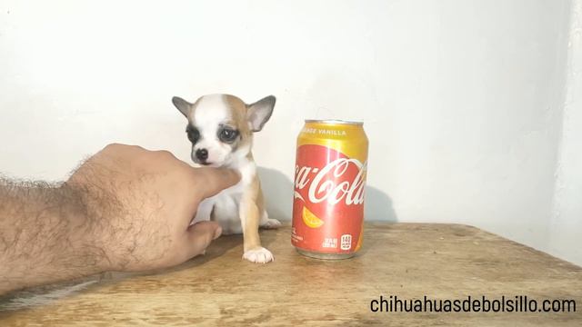 Cuando la felicidad la puedes llevar contigo a donde quieras ... un precioso chihuahua mini смотреть онлайн