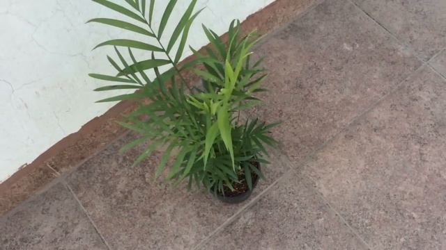 CHAMAEDOREA ELEGANCE смотреть онлайн