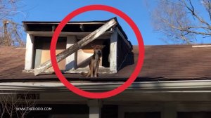 Этих Животных Пытались Спасти в Самый Последний Момент