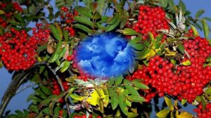 Отшумело, отгуляло бабье лето2.mp4