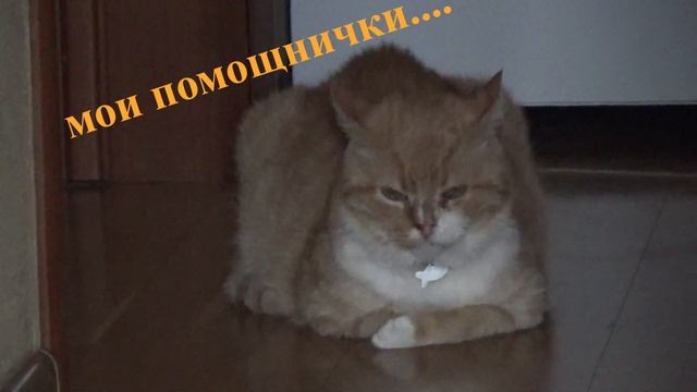 Петуния и т. д черенками???Обзор заказа Мои Стеллажи с рассадой.Первая Стрижка Лобелии? смотреть онлайн