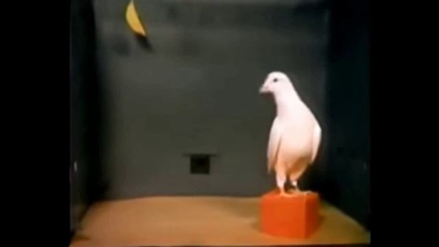 Белый голубь пытается достать банан. смотреть онлайн