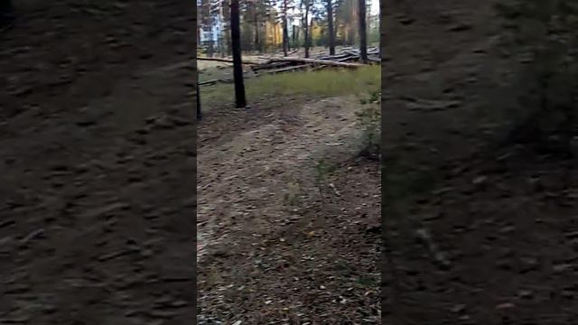 Незаконная вырубка леса в Украине