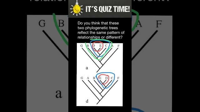 How to compare phylogenetic trees смотреть онлайн