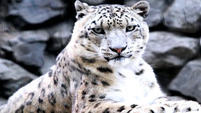 Интересные факты про снежного барса. Факты про животных смотреть онлайн