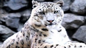 Интересные факты про снежного барса. Факты про животных
