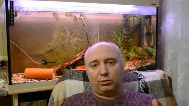 Ликбез для начинающих птицеводов.Занятие первое : Что такое птица?Какие птицы бывают? смотреть онлайн