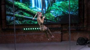 Воздушная гимнастика на стропах в Plastika