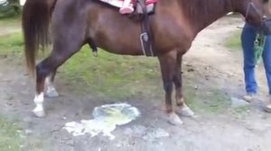Horse pissing - Hysterical