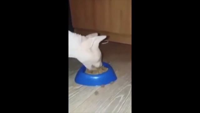 Кот экскаватор очень широко открывает рот пасть смотреть онлайн