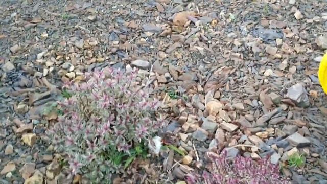 Plantin a cotinus cog royal purple смотреть онлайн