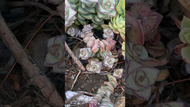Crassula Marnieriana 'Jade Necklace Plant' смотреть онлайн