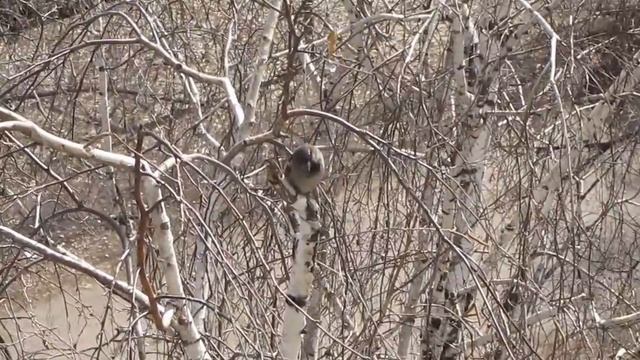 воробей самец зазывает самочку смотрит по сторонам смотреть онлайн