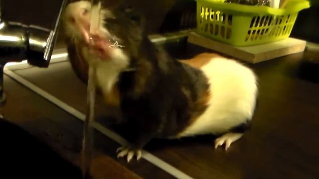 Морская свинка пьет воду из под крана . Guinea pig drinks water. смотреть онлайн