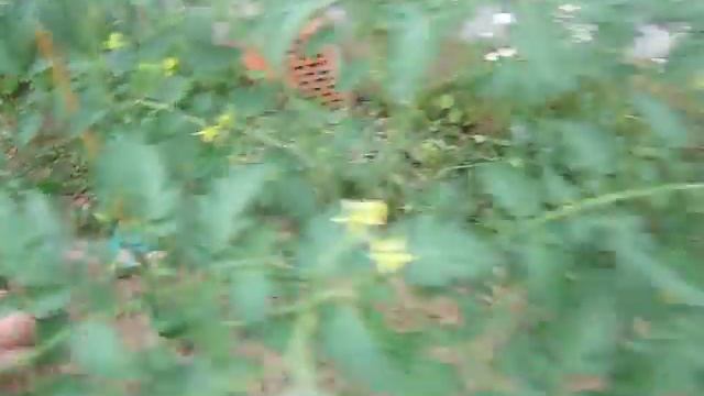 Харвест селебрэйшын!