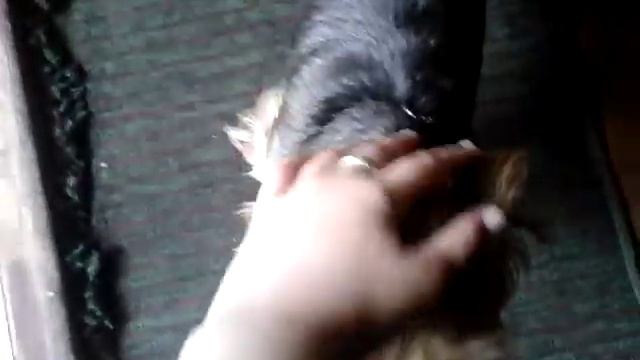 Vlog 2 ой дача, мини Room Tour. Милая собачка смотреть онлайн