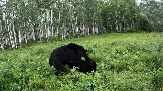 Буржуй разошёлся. смотреть онлайн
