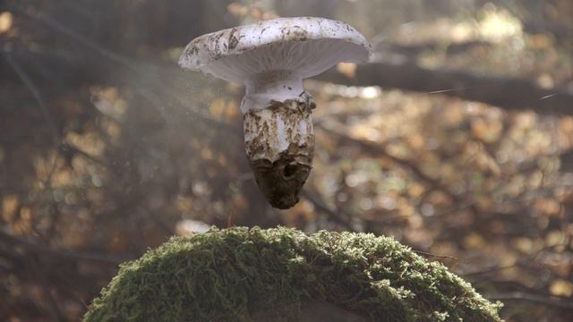 Matsutake murrillianum Vignette смотреть онлайн