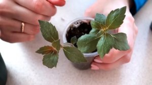 Прищипка ахименесов. Как прищипывать ахименесы