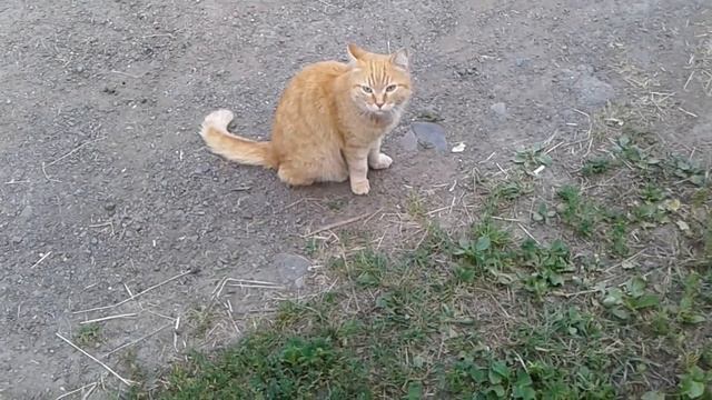 Ездят по садам и предлагают купить дрель, пилу и другое, все б/у. смотреть онлайн