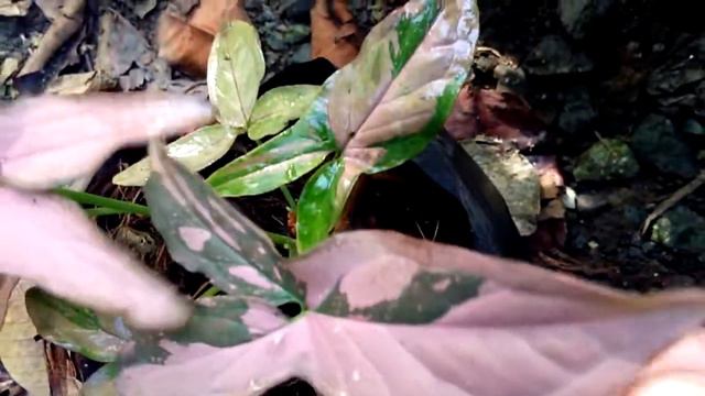 Pink Splash Syngonium смотреть онлайн