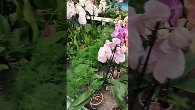 Свежий завоз орхидей в магазине Бауцентр г. Омск 03.12 смотреть онлайн