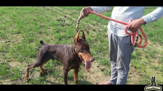 Doberman Puppies Available For Sale In India || "doberman" || Dogs Junction. смотреть онлайн