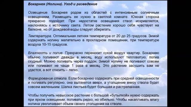 БОКАРНЕЯ НОЛИНА ЭКЗОТИКА В ДОМЕ смотреть онлайн