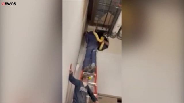 A massive 12-foot Burmese python that went missing is rescued from a mall in Louisana | SWNS смотреть онлайн