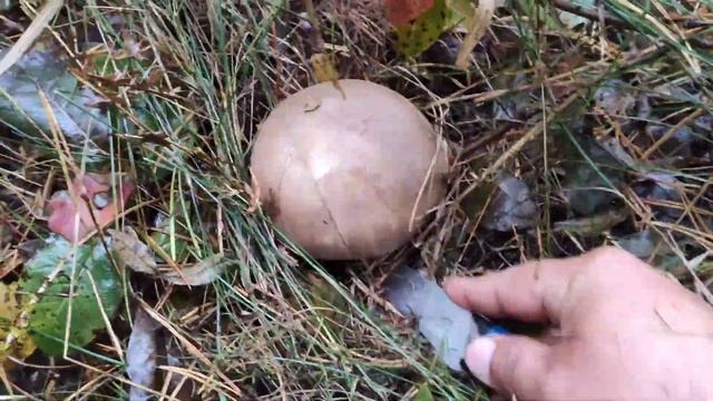 Сбор грибов в Крыму 2021. Грибы рядовка серая.Грибы 2021. смотреть онлайн