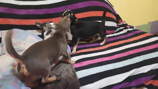 задачи и цели нашего питомника собак чихуахуа Кастропуло Крым Симферополь, Добрый вечер +7978745806 смотреть онлайн