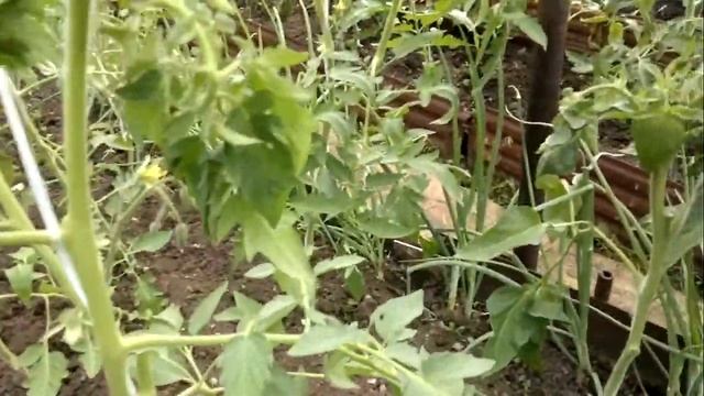 Первая обрезка нижних листьев у томатов в теплице. смотреть онлайн