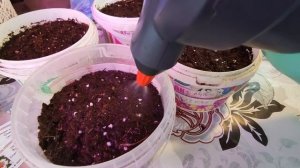 ЦИНИЯ.ПОСЕВ СЕМЯН ЦИНИИ.ОБЗОР ВСХОДОВ.2022