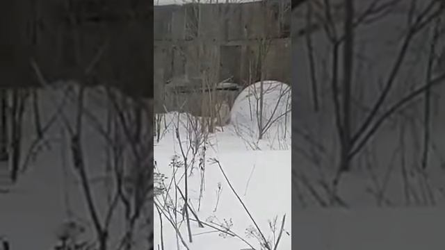 рысь в висимо-уткинске смотреть онлайн