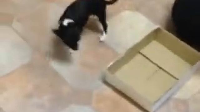 Nibbler - Chihuahua Puppy - Silvia Trkman Online Puppy Class Lesson 1 Video 1 смотреть онлайн