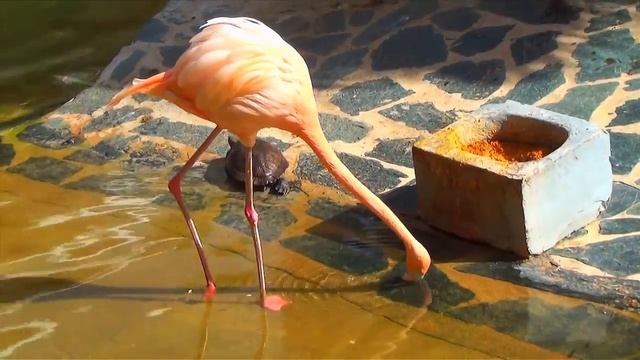 Доминикана, Розовые фламинго! смотреть онлайн