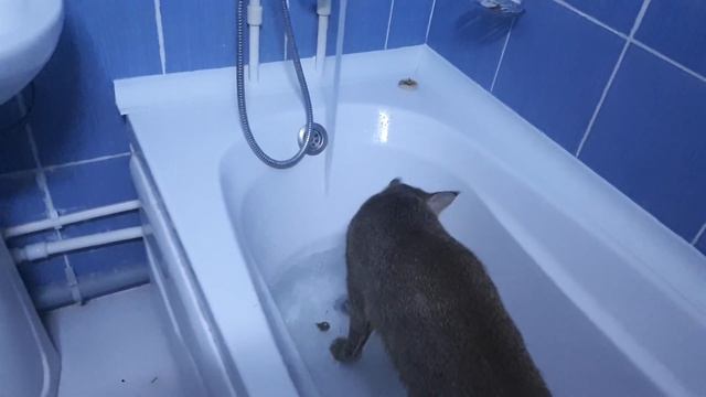 Камышовый кот дома