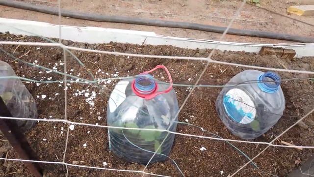 Работы на даче 29 мая. Высадка и проверка. смотреть онлайн