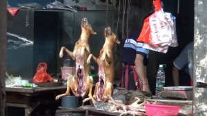 Китайцы едят кошек? Слабонервным не смотреть