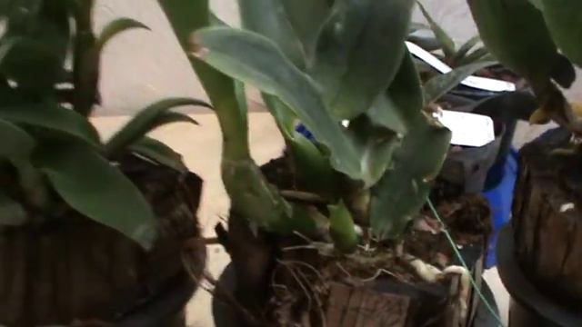 Что купила у Регины. ч.№1 Каттлеи в кокосе! Что это и с чем его едят! смотреть онлайн